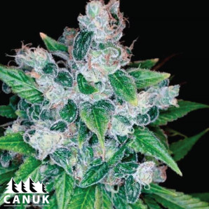 Candy Kush Regular Seeds - ELITE STRAIN