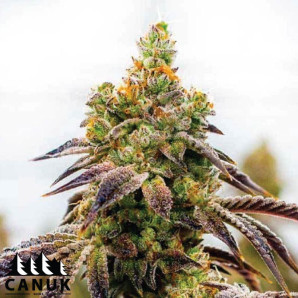 Candy Kush X Do-Si-Dos Feminized Seeds - ELITE STRAIN