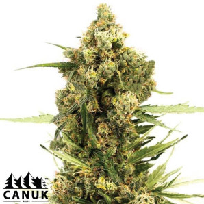 Cannatonic Feminized Seeds - ELITE STRAIN