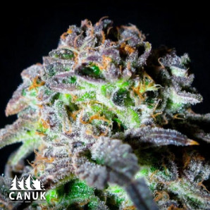 Canuk Cookies AUTO FEMINIZED Seeds - ELITE STRAIN 