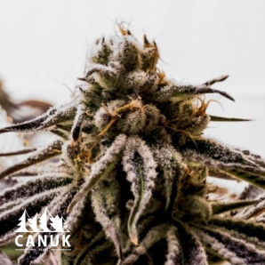 Pink Kush Feminized Seeds