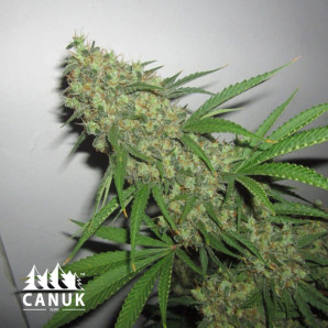 G13 Feminized Seeds