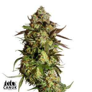 AK Auto Feminized Seeds