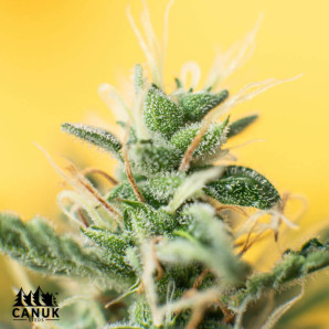 Amnesia Auto Feminized Seeds