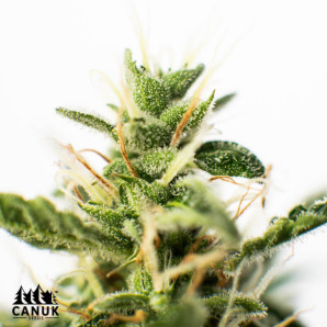 Amnesia Feminized Seeds