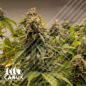 Black Domina Feminized Seeds - CLEARANCE