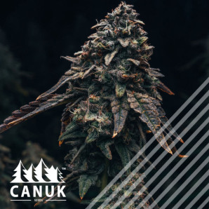Blueberry Banner Regular Seeds