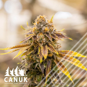 Bruce Banner CBD Regular Seeds - CLEARANCE