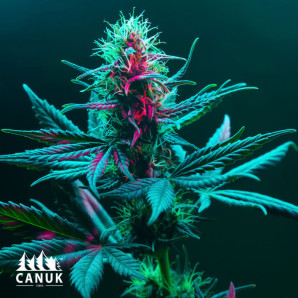 Critical Mass Autoflowering Feminized Seeds (Canuk Seeds)