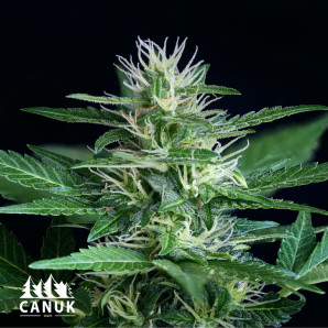 Dosi Cookies Feminized Seeds - ELITE STRAIN