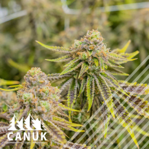 Gamma Cookies Regular Seeds *Limited Release*