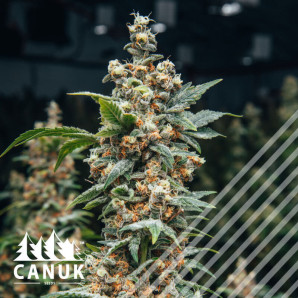 Harlequin CBD Feminized Seeds