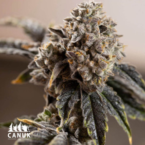 OG Kush Auto Feminized Seeds (Canuk Seeds)