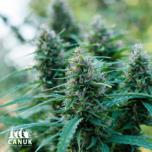 OG Kush Feminized Seeds (Canuk Seeds)