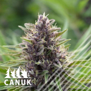 Pink Banner Regular Seeds *Limited Release*