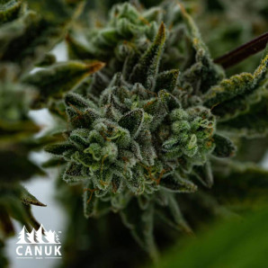 Platinum Cookies Feminized Seeds - ELITE STRAIN