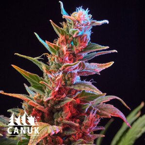 Purple Star Killer Feminized Seeds - ELITE STRAIN