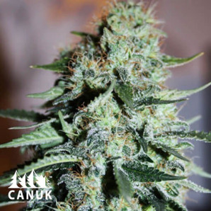 Quarter Pounder Autoflowering Feminized Seeds (Canuk Seeds)