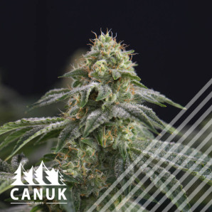 Widow Bruce Regular Seeds *Limited Release*