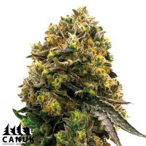 Carmen 2.0 Feminized Seeds - ELITE STRAIN