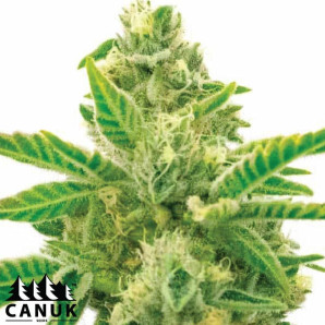 CBD Amnesia Fast Version Feminized Seeds - ELITE STRAIN