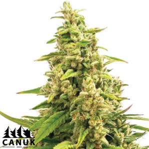 CBD Gorilla Glue #4 Fast Version Feminized Seeds - ELITE STRAIN