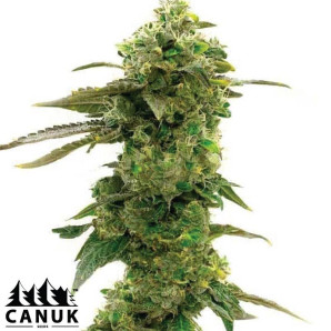 CBD Shiskaberry X Candida Fast Version Feminized Seeds - ELITE STRAIN