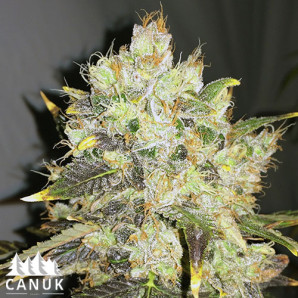 CBDurban Feminized Seeds (Canuk Seeds)