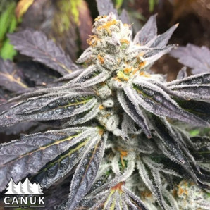 Cement Shoes Feminized Seeds - ELITE STRAIN