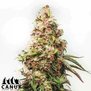 Charlotte's Web Feminized Seeds - ELITE STRAIN