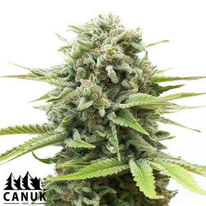 Cheese Auto Feminized Seeds