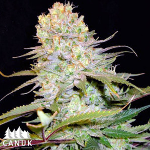 Cheese Feminized Seeds