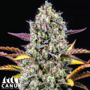 CheeseCake Autoflowering Feminized Seeds - ELITE STRAIN