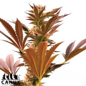 Cheese Cookies Feminized Seeds - ELITE STRAIN