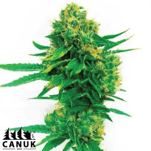 Cheese Diesel Feminized Seeds - ELITE STRAIN