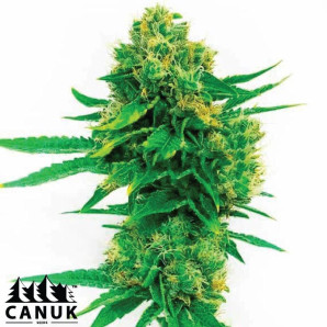 Cheese Fast Version Feminized Seeds - ELITE STRAIN