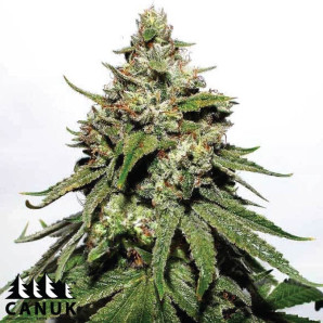 Chemdog Diesel Autoflowering Feminized Seeds - ELITE STRAIN