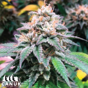 Chemdog Fast Version Feminized Seeds - ELITE STRAIN