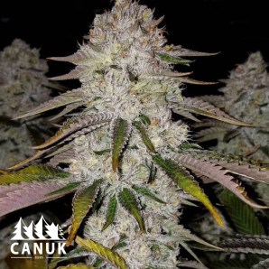 Cherry Cookies Feminized Seeds - ELITE STRAIN