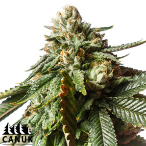 Cherry Pie Feminized Seeds