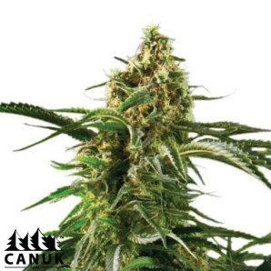 Cherry AK Fast Version Feminized Seeds - ELITE STRAIN