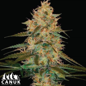 Chocolope Kush Regular Seeds - ELITE STRAIN