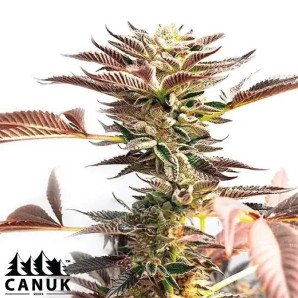 Cinderella 99 X Blueberry Feminized Seeds - ELITE STRAIN