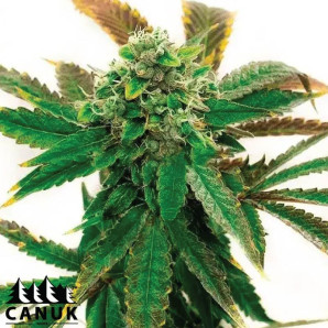 Cinderella 99 X Lemon Pie Feminized Seeds - ELITE STRAIN