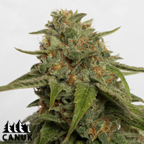 Citrus Skunk Feminized Seeds - ELITE STRAIN - CLEARANCE