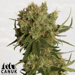 Coco Melon Feminized Seeds - ELITE STRAIN