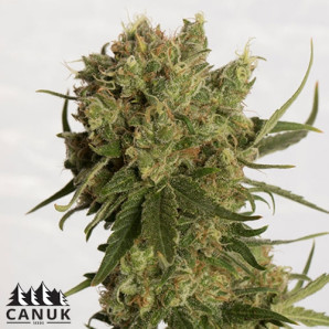 Coco Melon Regular Seeds - ELITE STRAIN 