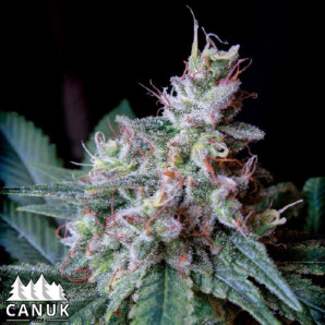 Cream Auto Feminized Seeds