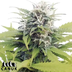 Cream Candy Autoflowering Feminized Seeds - ELITE STRAIN