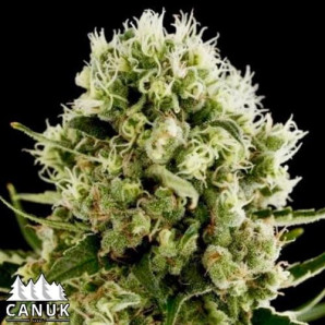 Critical Jack Fast Feminized Seeds